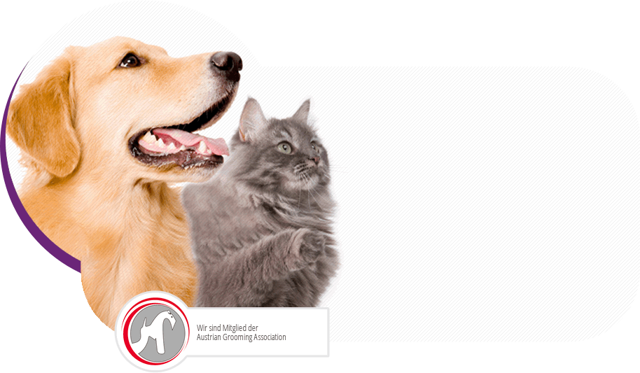 Herzlich Willkommen im Pfotenclub! Golden Retriever und Katze.