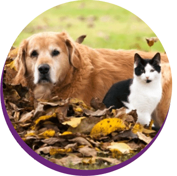 Golden Retriever und Katze im Laub.